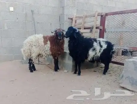 خروفين نعيم للبيع 0