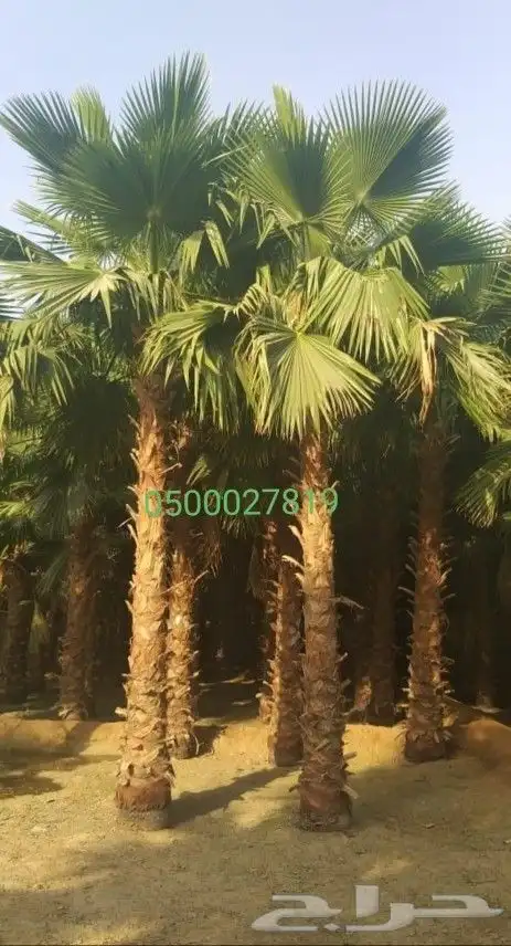 نخل واشنطني نخل ملوكي ثيل طبيعي للبيع 8