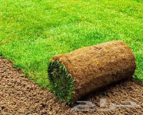 نجيله طبيعيه مع احواض زراعيه تربه زراعيه سافي وتربطيني ومواد 6