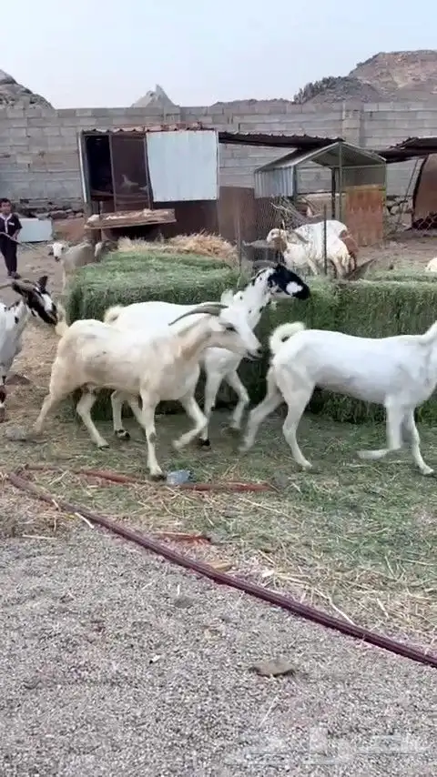 معزا مقاني بيشيه من 490 ريال 6