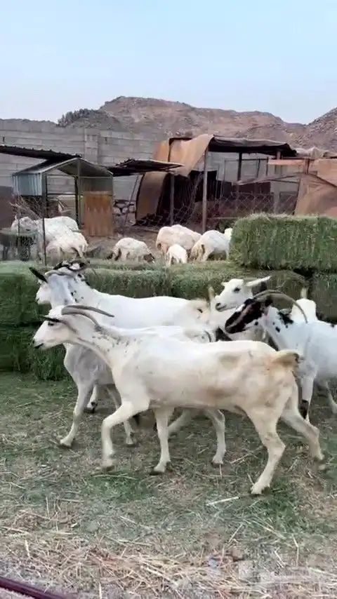 معزا مقاني بيشيه من 490 ريال 4