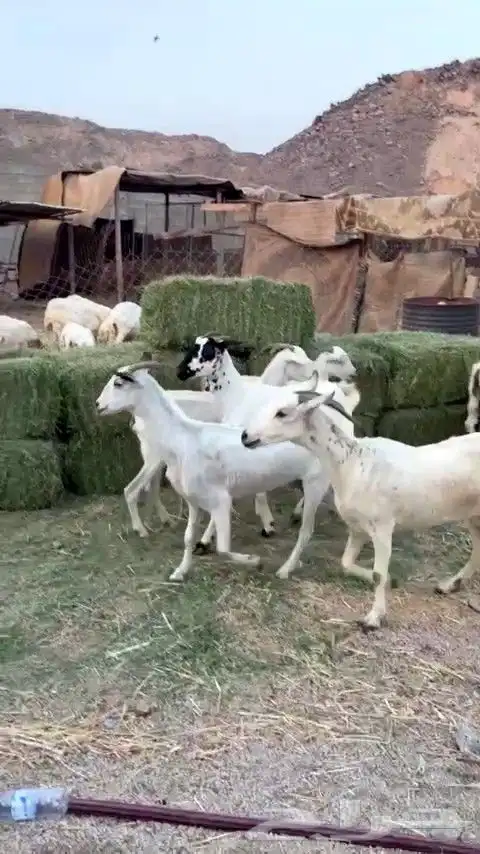 معزا مقاني بيشيه من 490 ريال 5