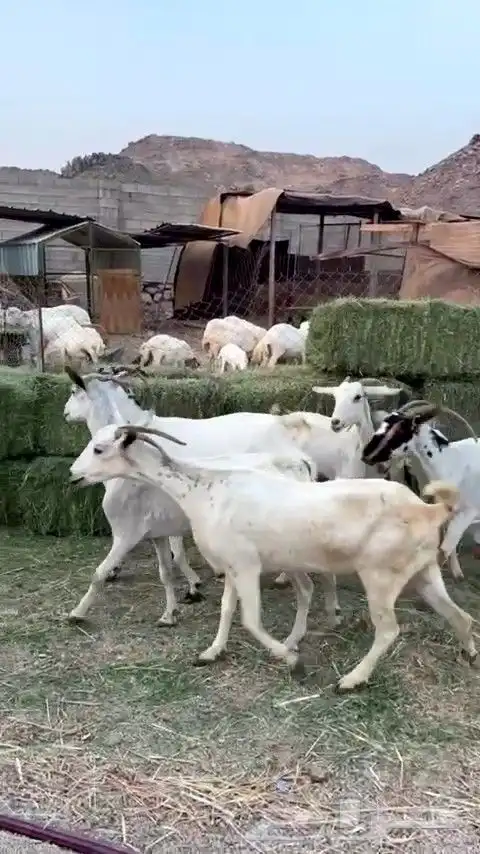 معزا مقاني بيشيه من 490 ريال 3