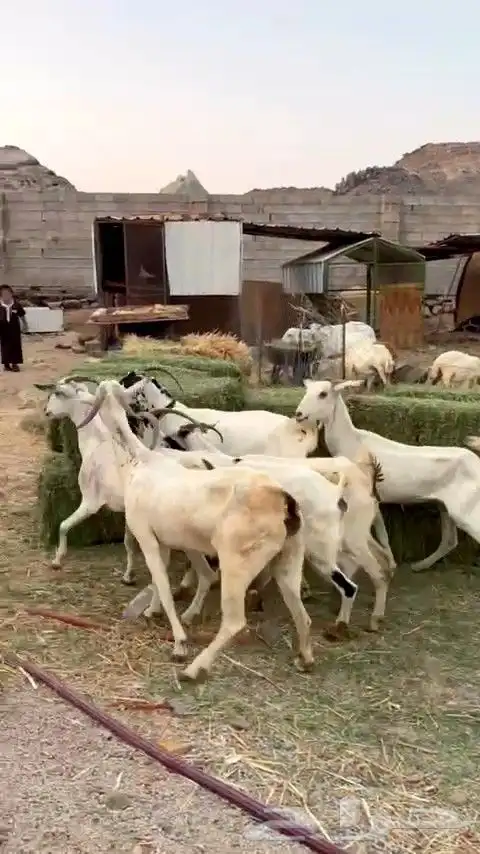 معزا مقاني بيشيه من 490 ريال 0