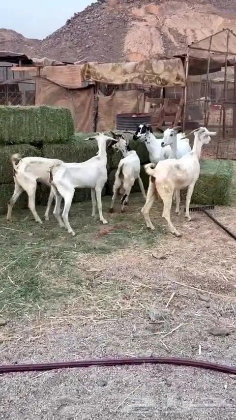 معزا مقاني بيشيه من 490 ريال 1