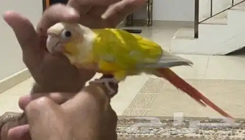 صن شيك كنيور 3