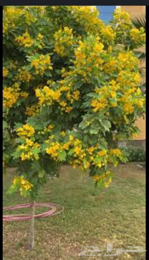 مشتل الاصيل الشمالي 2