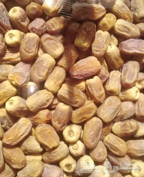 نخيل نوايع شمشوله حوشانه نبتت الحصان خلاص ملوكي نجلاء 6