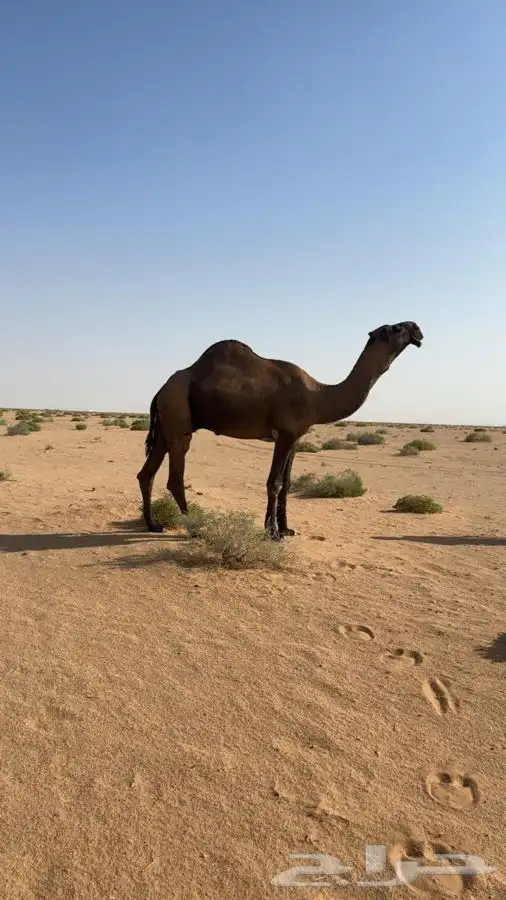 فحل اصفر على جميع الشروط 0