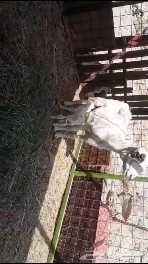 نعجة تحته رخل 0