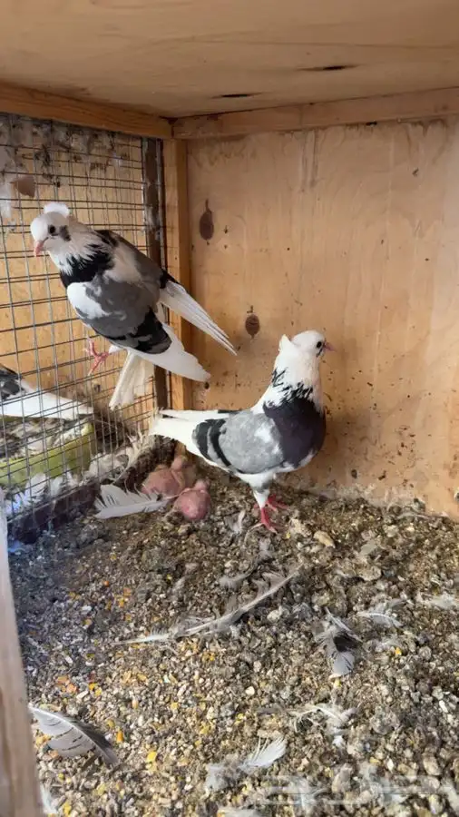 جوز قطايف درع حرميات بعياله 0