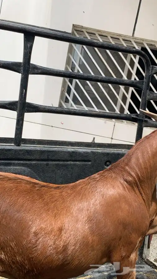 ذبايح مع الذبح والتوصيل 4