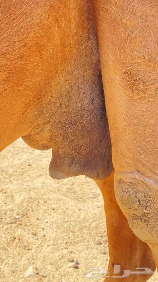 ناقه خلفه 3