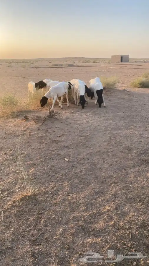 برابر مرابي 4 اشهر مغلق 0