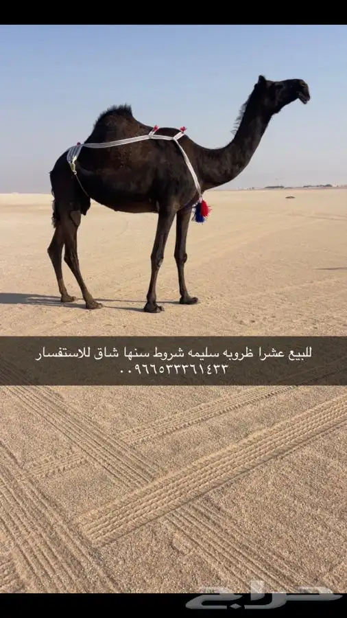 للبيع عشرا كفو 0