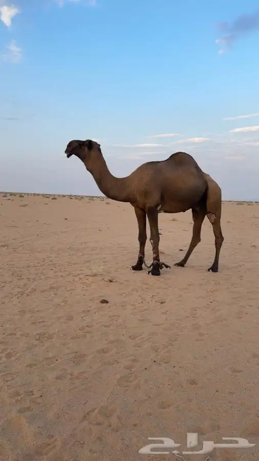 فحل اصفر على جميع الشروط 2