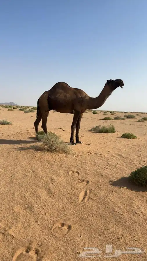 فحل اصفر على جميع الشروط 1