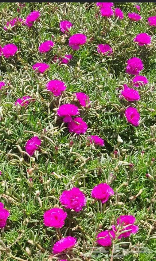 مشتل الاصيل الشمالي 1