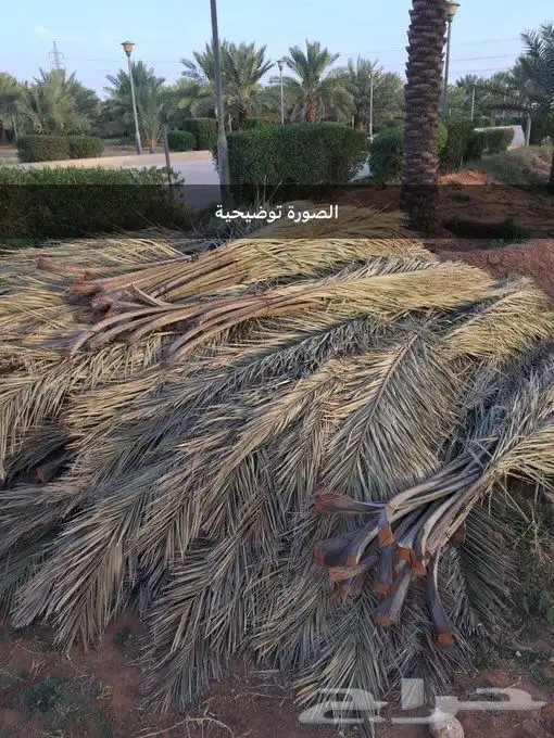 عسبان نخيل يابسة 0