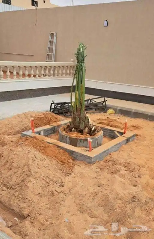 مقاول قلع وتوريد جميع انواع النخيل ولاشجار 7
