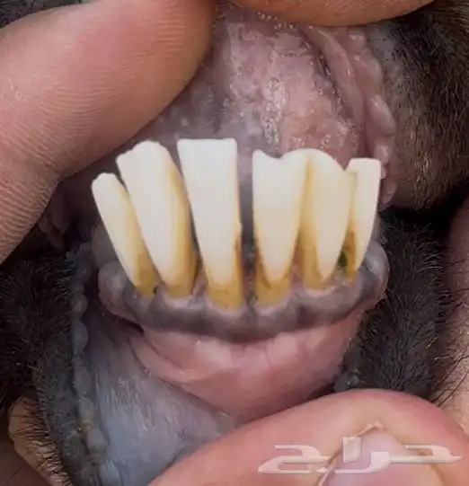 عنز معها جفره وطلي حري ذبيحه 3