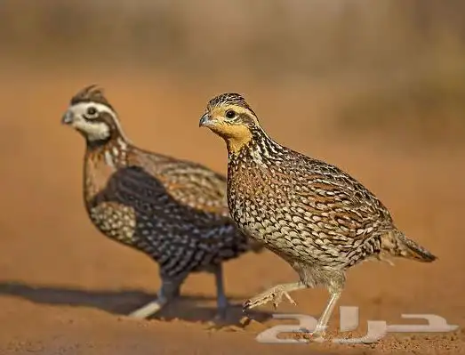 حجل امريكي ( مكسيكي ) (تم البيع) 0