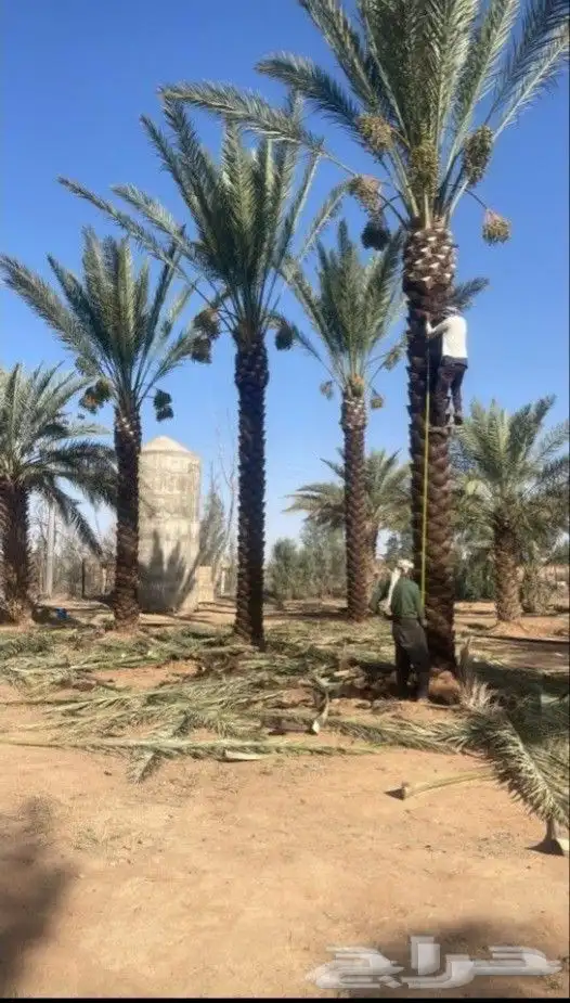 قشع نخل تقطيع شجر قص شجر تنظيف نخل 1