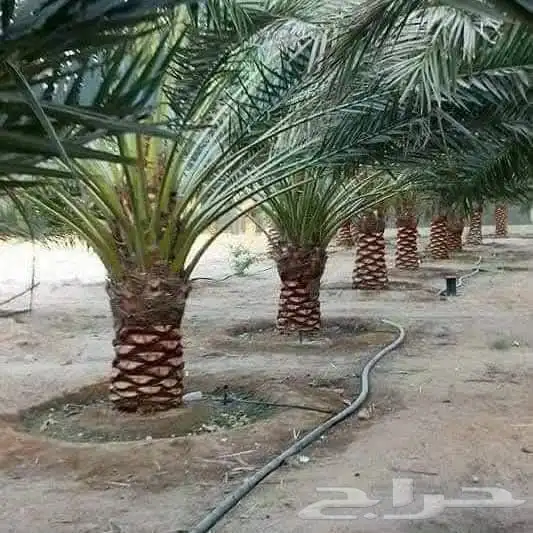 يوجد لدينا جميع انواع انخيل واشنطن وعربي يوجد لدينا جميع الم 2