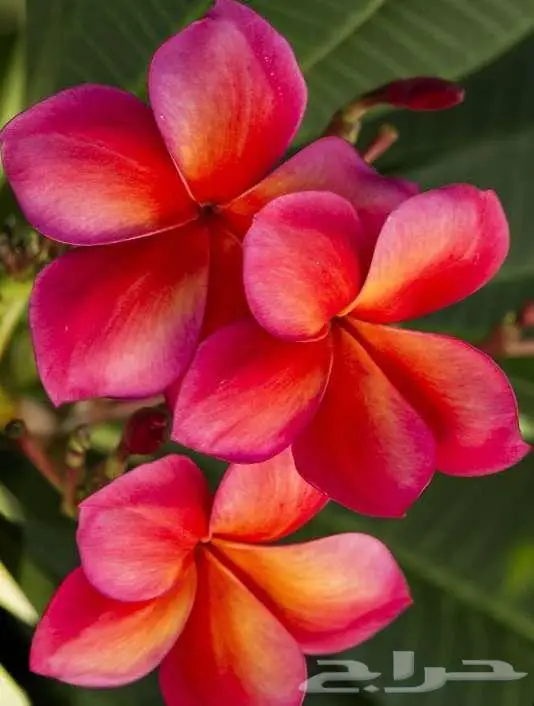 مشتل الاصيل الشمالي 4