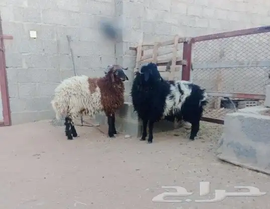 خروفين نعيم للبيع 1