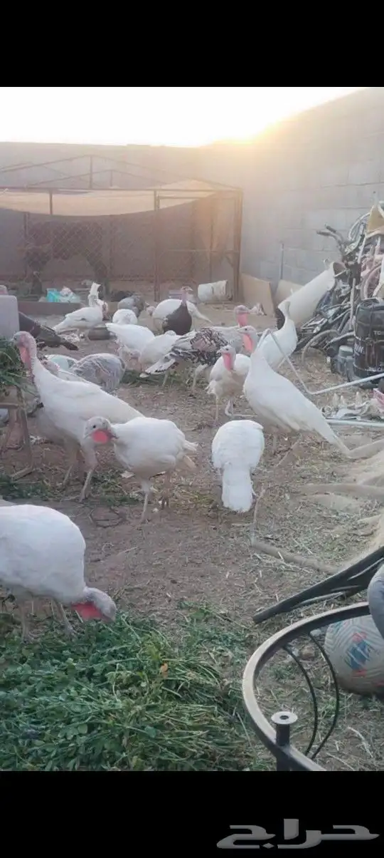 طريق الرديف الخالديه 1