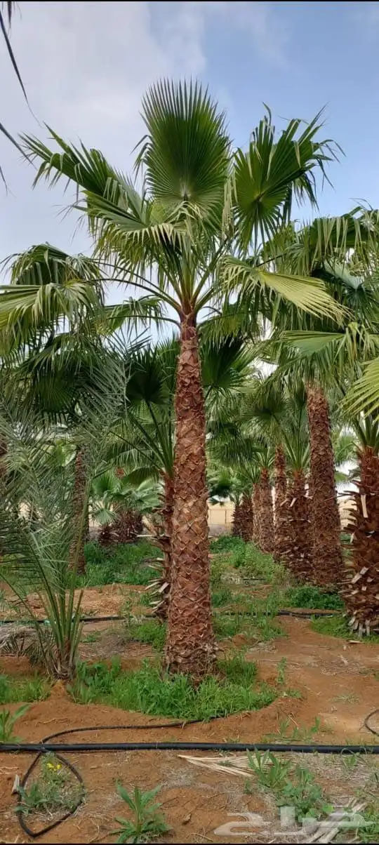 نخل واشنطن زينه درجه اولى ابو مروحه 0