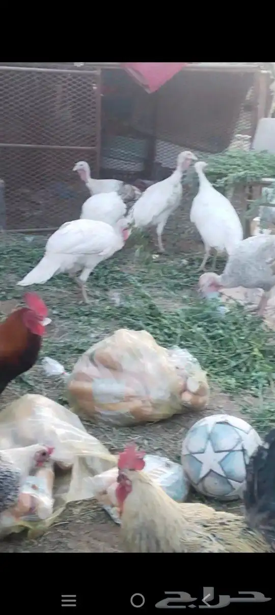 طريق الرديف الخالديه 7