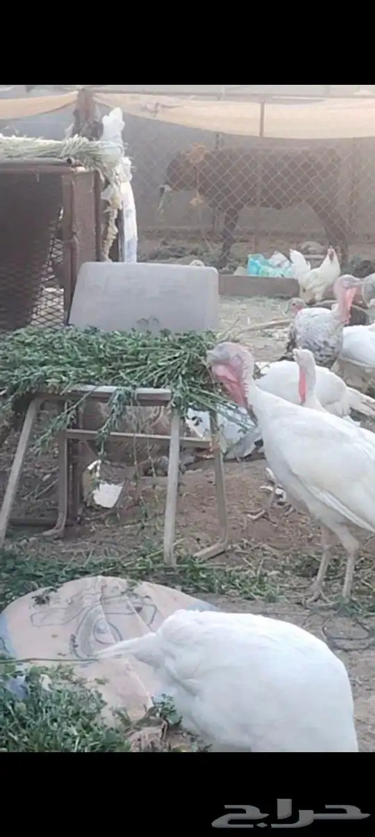 طريق الرديف الخالديه 4