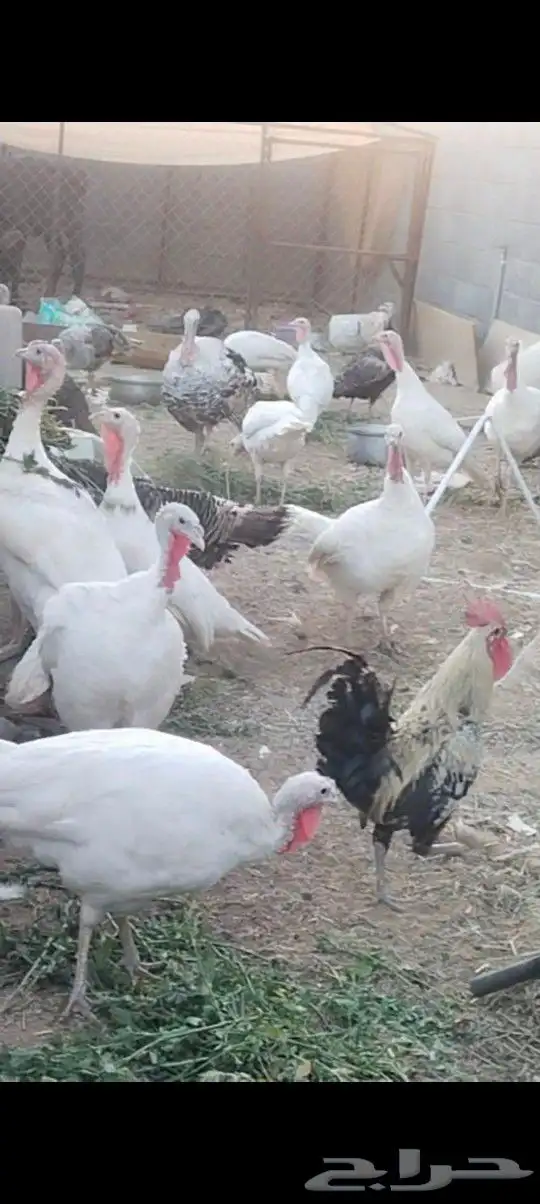 طريق الرديف الخالديه 5