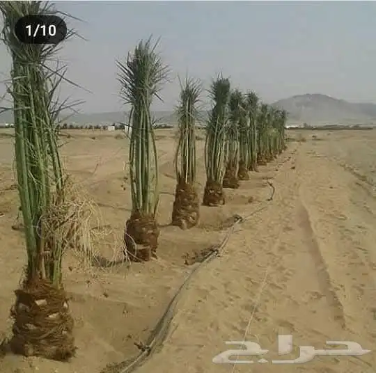 يوجد لدينا جميع انواع انخيل واشنطن وعربي يوجد لدينا جميع الم 4