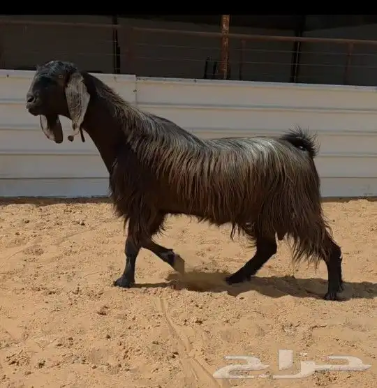 تيس ادهم طيب 0