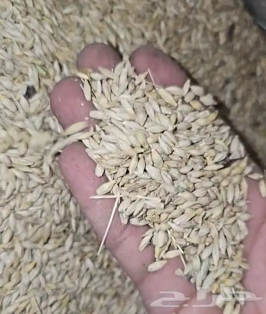بذر شعير سداسي للبيع 0