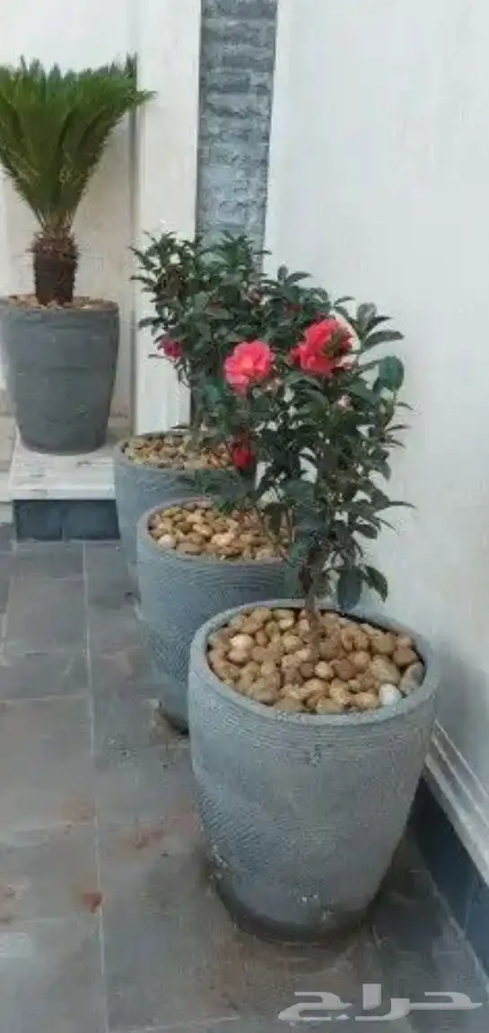 تنسيق الحدائق المنزلية 5