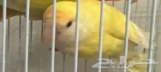 طيور روز منتجة 2