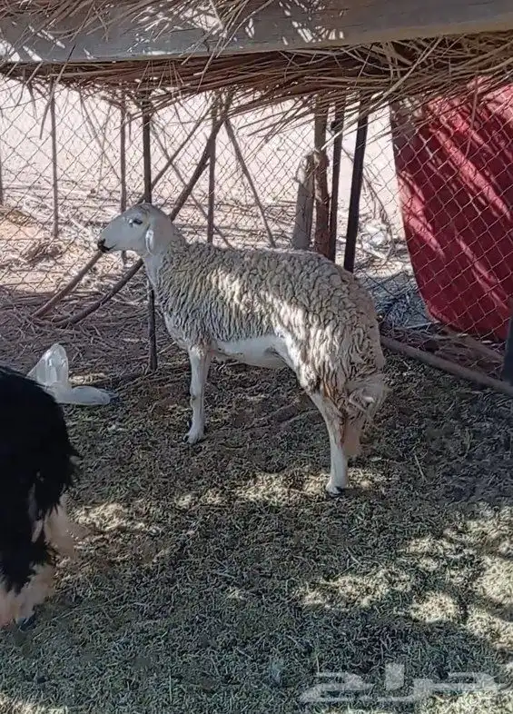 نعجة حرية حايل 0