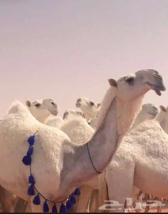 دباديب أزرق 0