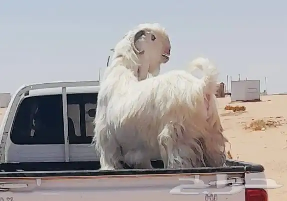 تيس 1
