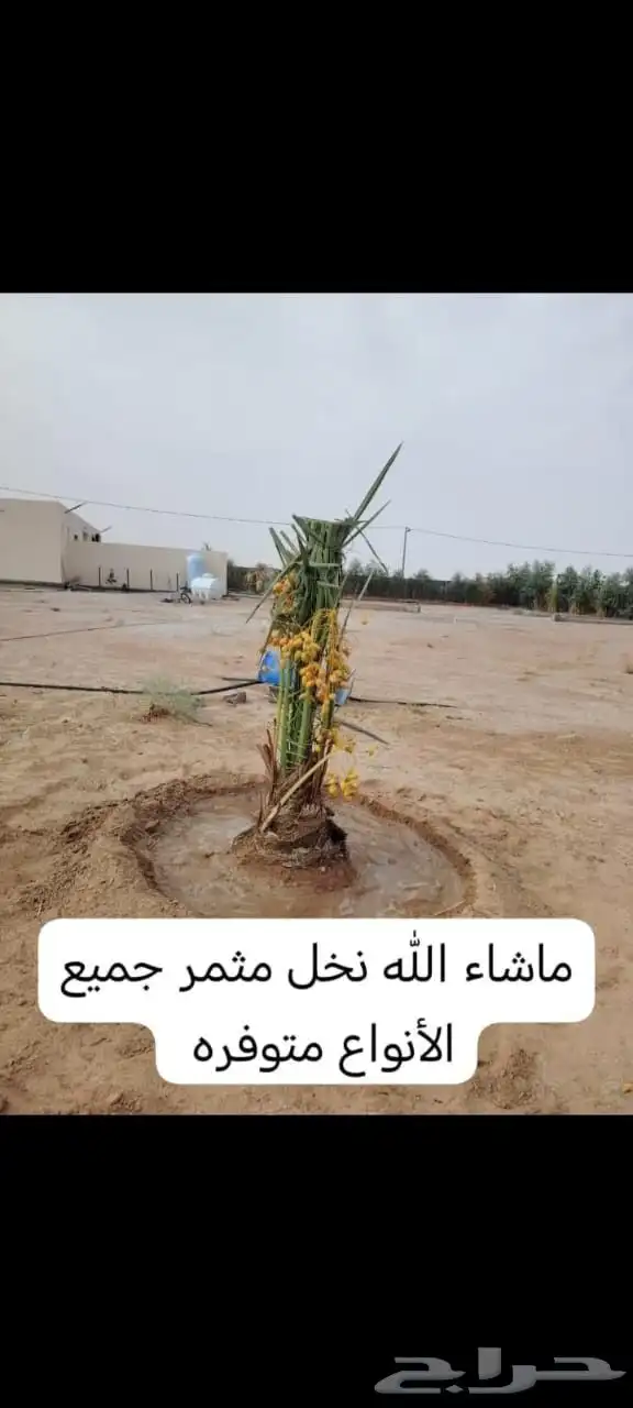 نخيل 5