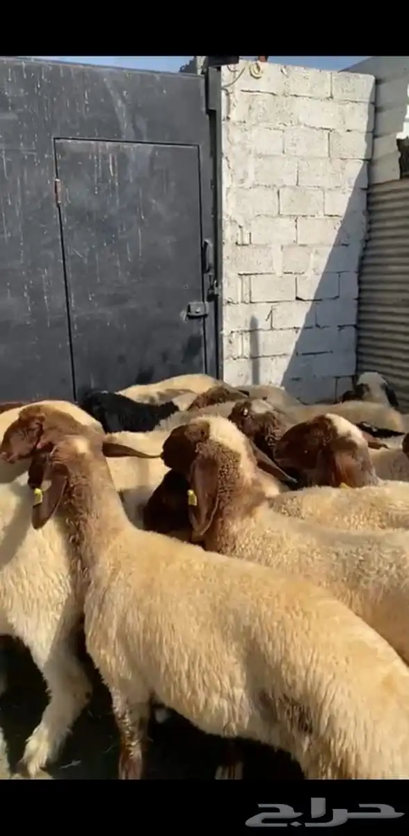 رخال نعيم فاخرة 1
