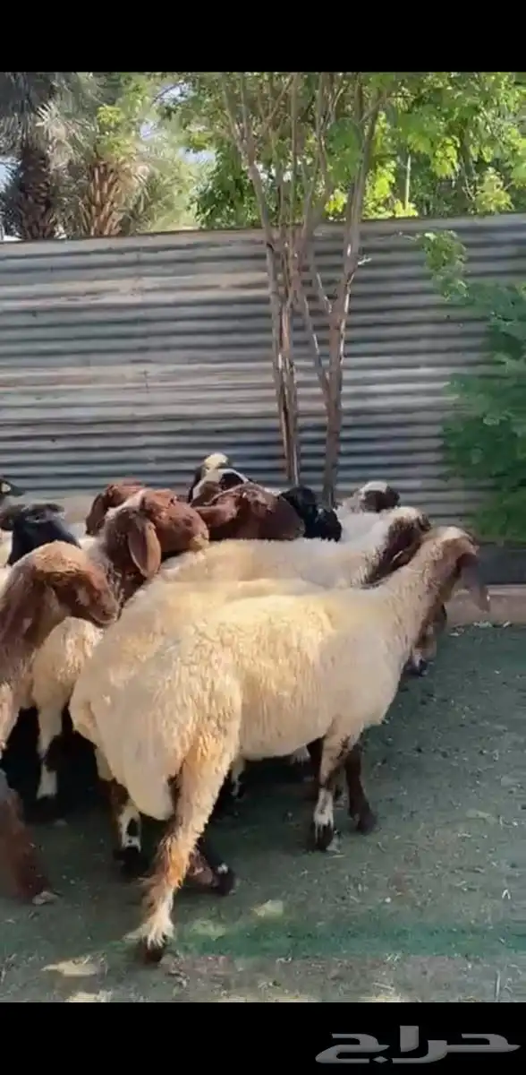 رخال نعيم فاخرة 6