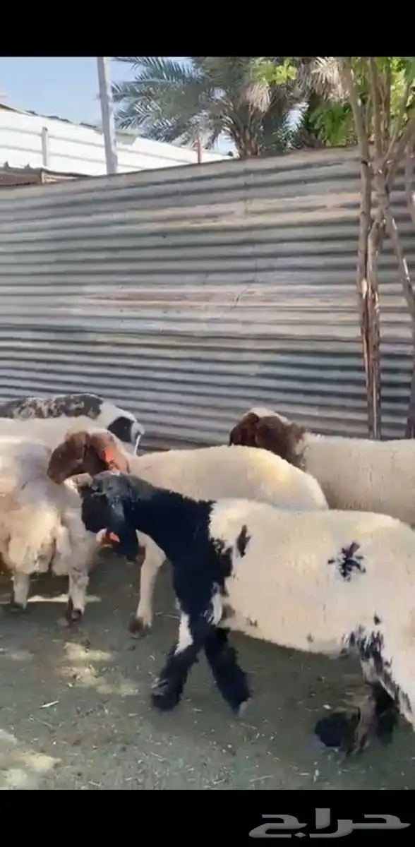 رخال نعيم فاخرة 8