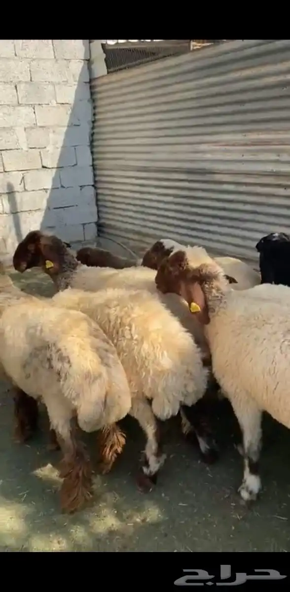 رخال نعيم فاخرة 0