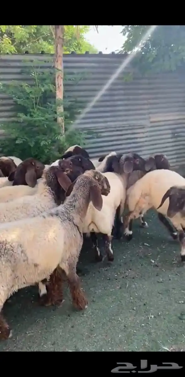 رخال نعيم فاخرة 3