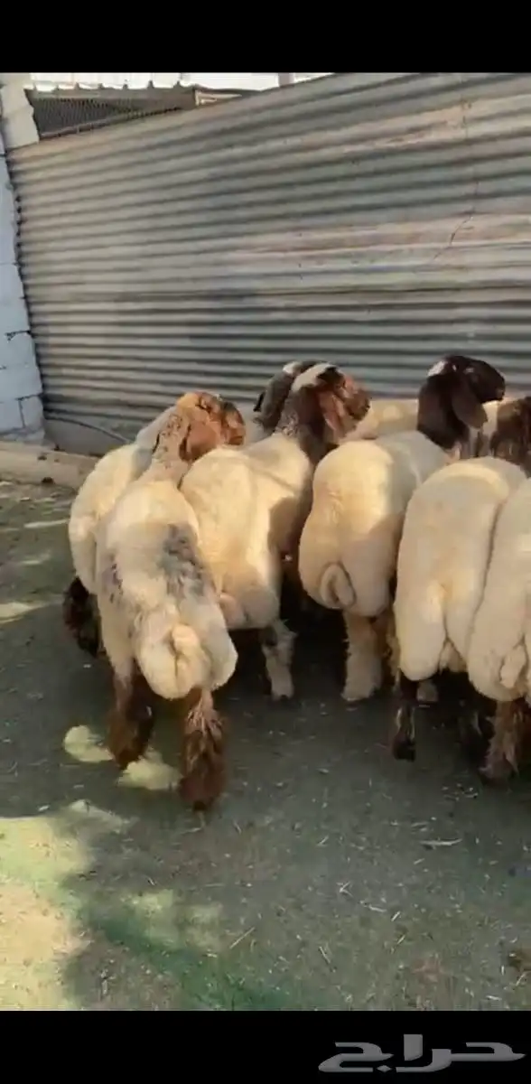 رخال نعيم فاخرة 7